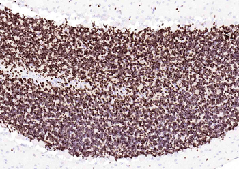 NeuN Recombinant Rabbit Monoclonal Antibody