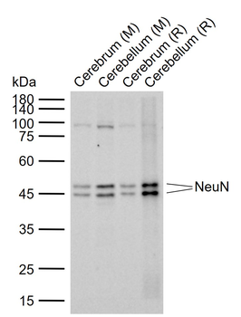 NeuN Recombinant Rabbit Monoclonal Antibody