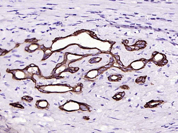 CYP26A1 Recombinant Rabbit Monoclonal Antibody