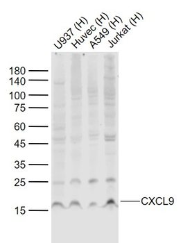 CXCL9 Rabbit Polyclonal Antibody