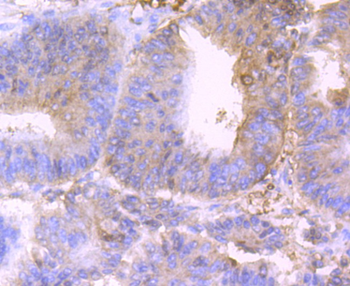 BST2 Recombinant Rabbit Monoclonal Antibody