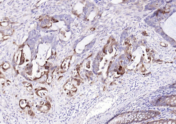BST2 Recombinant Rabbit Monoclonal Antibody