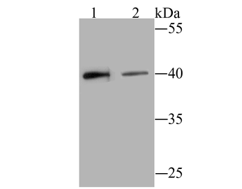 BST2 Recombinant Rabbit Monoclonal Antibody