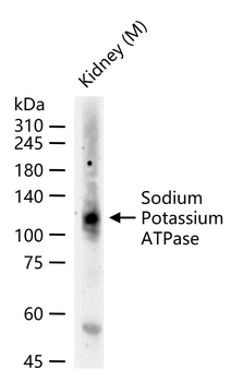 Sodium Potassium ATPase Mouse Monoclonal Antibody