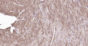 Sodium Potassium ATPase Mouse Monoclonal Antibody