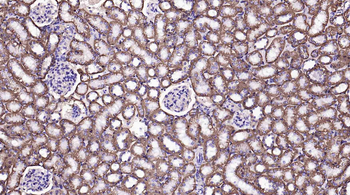 Sodium Potassium ATPase Mouse Monoclonal Antibody