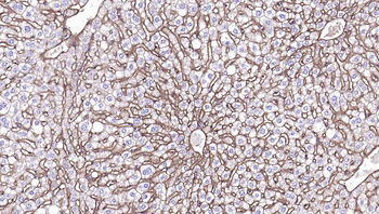 Sodium Potassium ATPase Mouse Monoclonal Antibody