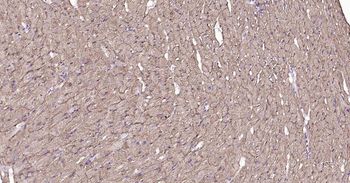 Sodium Potassium ATPase Mouse Monoclonal Antibody
