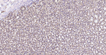 Sodium Potassium ATPase Mouse Monoclonal Antibody