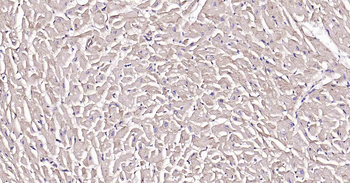 Sodium Potassium ATPase Mouse Monoclonal Antibody