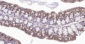 Sodium Potassium ATPase Mouse Monoclonal Antibody