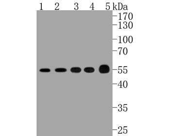 ATF4 Recombinant Rabbit Monoclonal Antibody