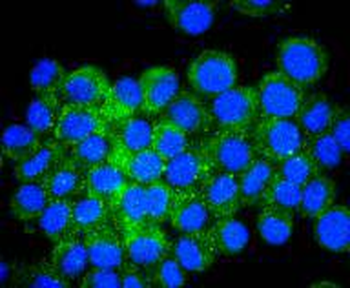 ATF4 Recombinant Rabbit Monoclonal Antibody