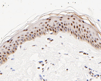 ATF4 Recombinant Rabbit Monoclonal Antibody