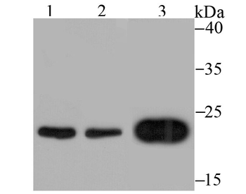 Mad2L1 Recombinant Rabbit Monoclonal Antibody
