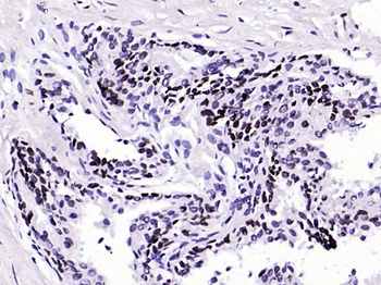Lamin B1 Recombinant Rabbit Monoclonal Antibody