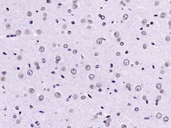 Lamin B1 Recombinant Rabbit Monoclonal Antibody