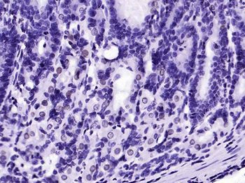 Lamin B1 Recombinant Rabbit Monoclonal Antibody