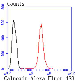 Calnexin Recombinant Rabbit Monoclonal Antibody