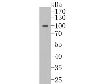 Calnexin Recombinant Rabbit Monoclonal Antibody