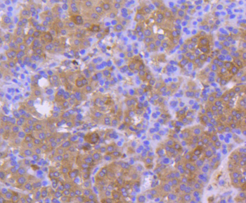 Calnexin Recombinant Rabbit Monoclonal Antibody
