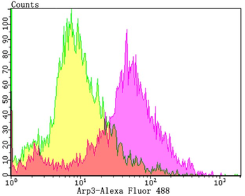 ARP3 Recombinant Rabbit Monoclonal Antibody