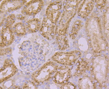 ARP3 Recombinant Rabbit Monoclonal Antibody