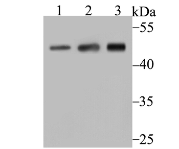 ARP3 Recombinant Rabbit Monoclonal Antibody