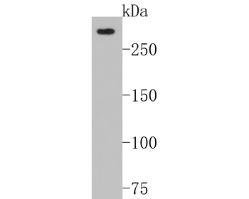 NG2 Recombinant Rabbit Monoclonal Antibody