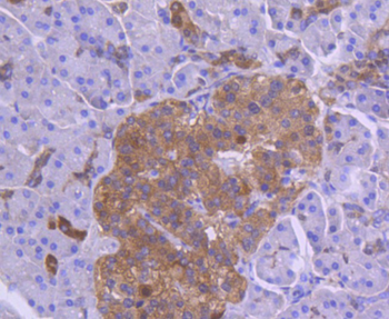 Tissue factor Recombinant Rabbit Monoclonal Antibody