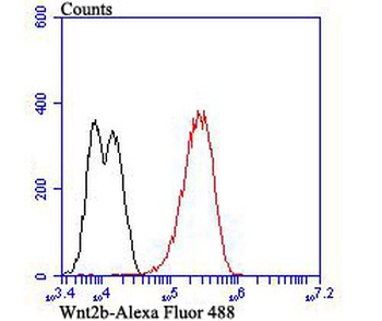 Wnt2b Recombinant Rabbit Monoclonal Antibody