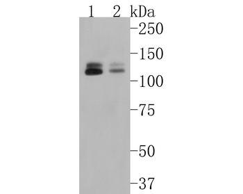 MKLP1 Recombinant Rabbit Monoclonal Antibody