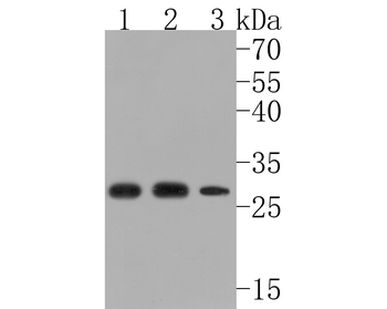 14-3-3 Recombinant Rabbit Monoclonal Antibody