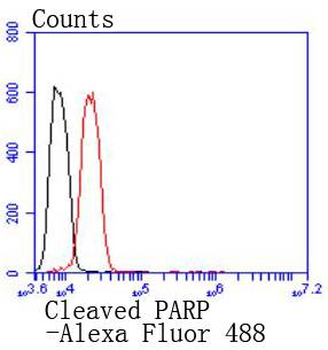 Cleaved PARP Recombinant Rabbit Monoclonal Antibody