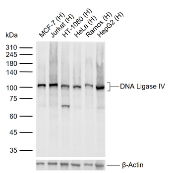 DNA Ligase IV Recombinant Rabbit Monoclonal Antibody