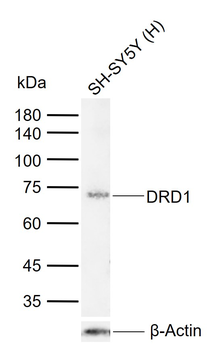 DRD1 Recombinant Rabbit Monoclonal Antibody
