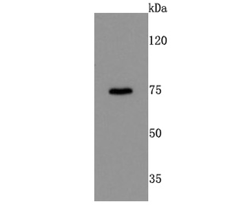 DRD1 Recombinant Rabbit Monoclonal Antibody