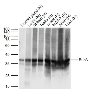 Bub3 Recombinant Rabbit Monoclonal Antibody