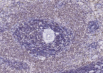 Bub3 Recombinant Rabbit Monoclonal Antibody