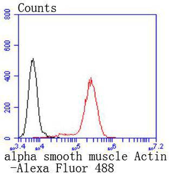 Alpha smooth muscle Actin Recombinant Rabbit Monoclonal Antibody