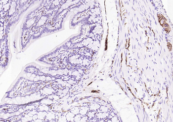 Synaptophysin Recombinant Rabbit Monoclonal Antibody