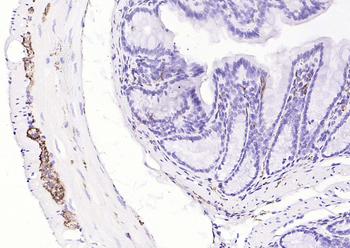Synaptophysin Recombinant Rabbit Monoclonal Antibody