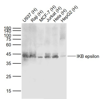IKB epsilon Recombinant Rabbit Monoclonal Antibody