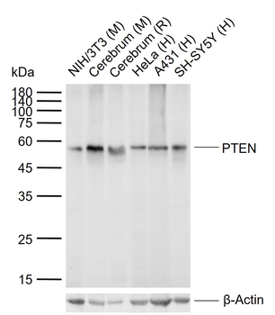 PTEN Recombinant Rabbit Monoclonal Antibody