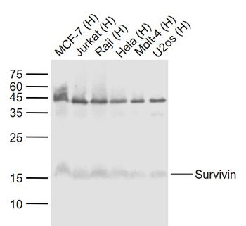 Survivin Recombinant Rabbit Monoclonal Antibody