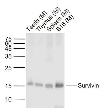 Survivin Recombinant Rabbit Monoclonal Antibody