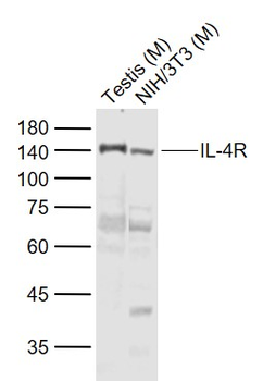 IL-4R Rabbit Polyclonal Antibody