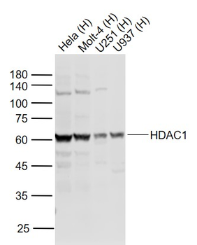 HDAC1 Rabbit Polyclonal Antibody (Nuclear Loading Control)