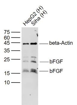 FGF2 Recombinant Rabbit Monoclonal Antibody