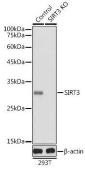 SIRT3 Rabbit Polyclonal Antibody